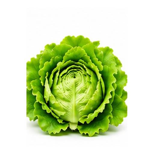 Lechuga