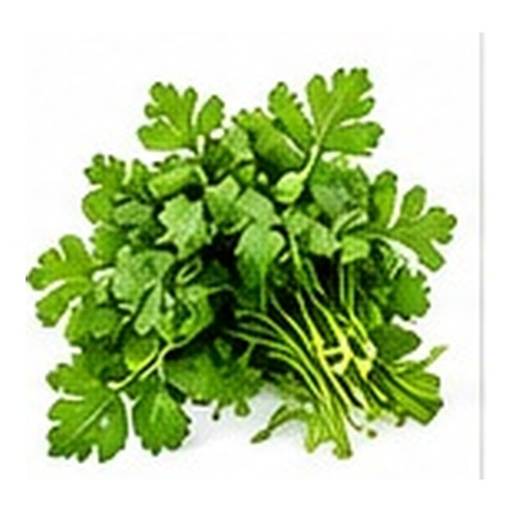 Culantro